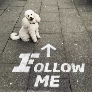 Dog sits behind sprayed floor motif "follow me" - floor stencil