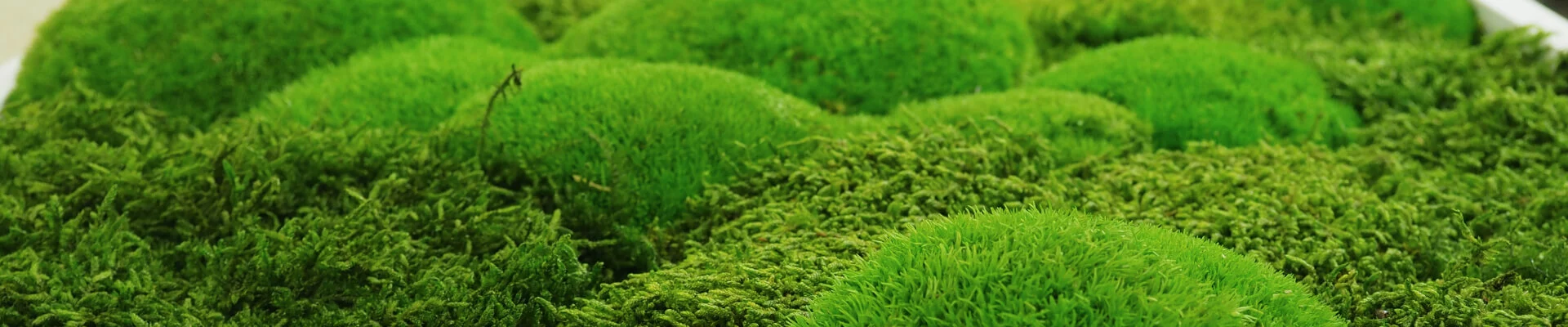 Detail moss letter